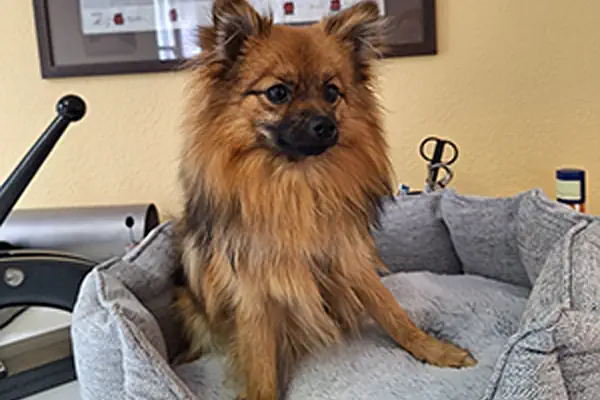 Bürohund Ella
